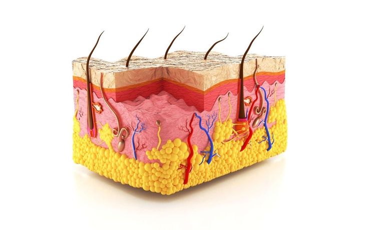 Cildin Katmanları ve Fonksiyonları: Vücudunuzdaki En Büyük Organ Hakkında Bilmeniz Gereken Her Şey